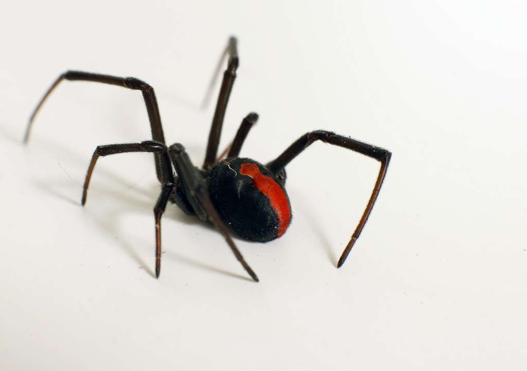08484fb15d_44299_redback.jpg