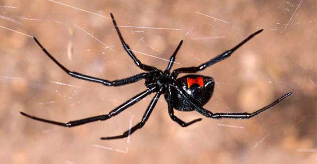 latrodectus_hesperus.jpg